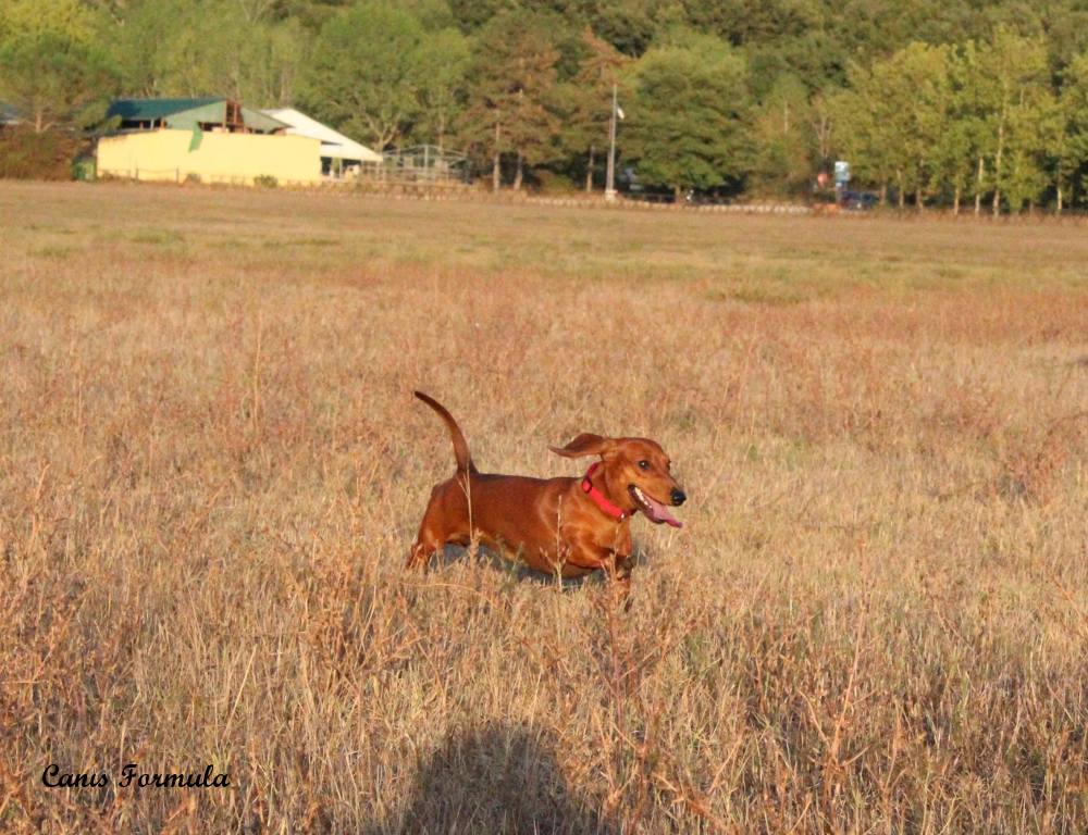 bassotto che bello correre